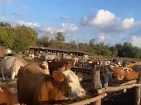 Vache, Simmental cattle — photo 1