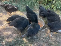 Australorp — foto 2