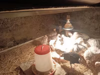 Turkeys — foto 2