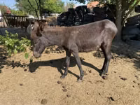 Mare, Horses — photo 4