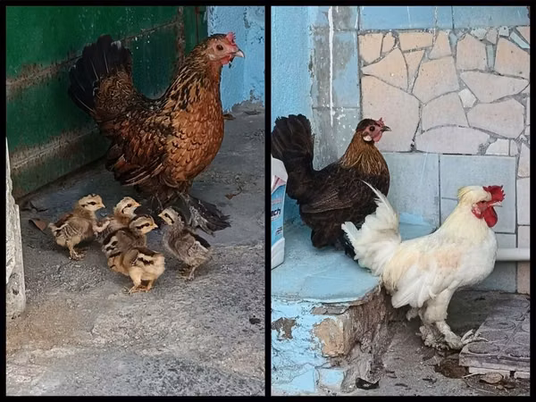 Bantam japonesa