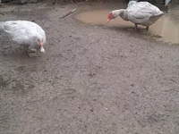 Ducks — foto 5