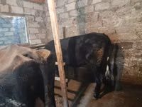 İnek, Holstein ırkı — foto 2