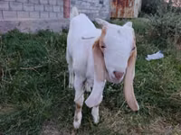 Boucs, Gulabi goats — photo 1