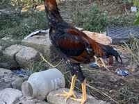 Shamo Hühner — Foto 3