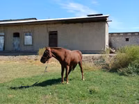 Cheval, Vladimir heavy draft — photo 4