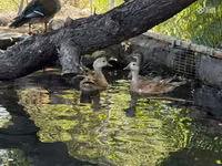 Ducks — Foto 1