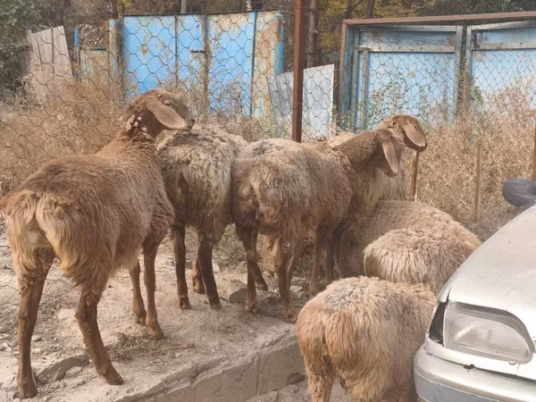 母羊, Sheep