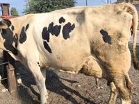 Сиыр, Swiss cattle — 3-сурет