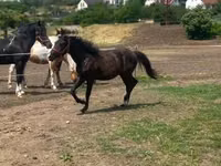 குதிரை, Hucul pony — புகைப்படம் 1