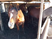 ცხენები (პარტია, სქესი არ არის მითითებული), Horse breed — ფოტო 4