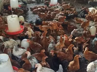 Chickens — 写真 3
