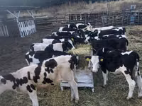 Vache, Bovins — photo 1