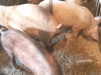 Locha, Świnie — zdjęcie 2