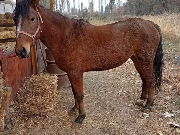 母马, Horses