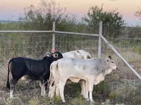 İnək, Brahman — foto 4