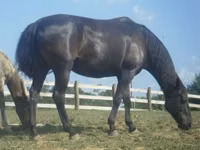 Jument, Black Sea breed — photo 2