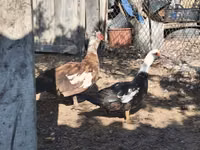 Ducks — 写真 3