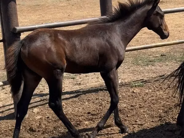 Jument, Thoroughbred horse