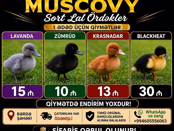 Muscóvia doméstico