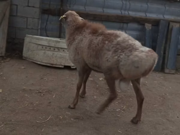 ஆண் ஆடு, Hissar sheep