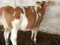 Krava, Simmental cattle — foto 6