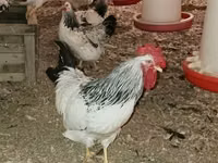 Chickens — foto 3