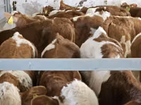 Toro, Simmental cattle — foto 4