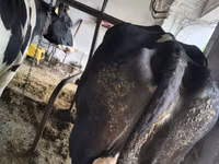 பசு, Russian Black pied cattle — புகைப்படம் 2