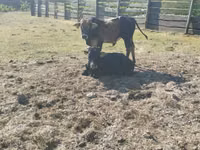 Touro, Zebu — foto 8