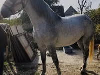 Kobyła, Andalusian horse — zdjęcie 1