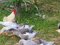 Geese — foto 4