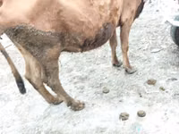 Cow, Cattle — photo 3