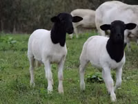 Ovelhas (lote, sexo não especificado), Dorper sheep — foto 4