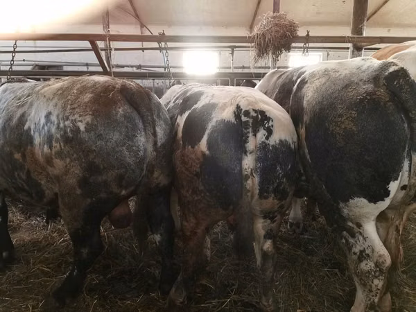 Sığır (parti, cinsiyet belirtilmedi), Simmental cattle