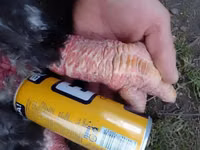 Chickens — الصورة 1