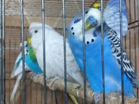 Chickens — Foto 2