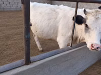 Cow, Holstein breed — photo 4