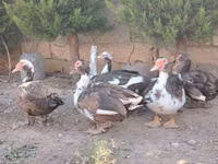 Ducks — Foto 4