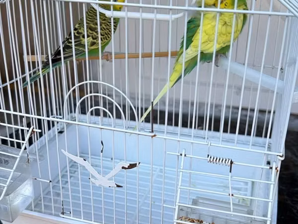 Budaqlar və qəfəs dəsti – iki dalğıç tutquşu (qamışqanad/budgerigar)