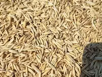 Ավյոզ, վարսակ, վարսակի սերմ — foto 1