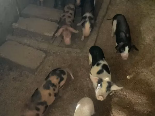 Säue, Schweine — Armenien