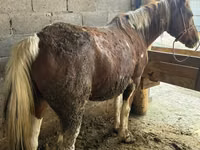 母马, Horses — 照片 3