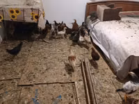 Gallina checa dorada veteada — foto 7