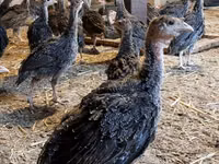 Guinea fowl — zdjęcie 5
