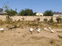 Geese — 2-rasm