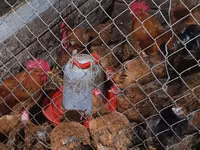 Chickens — Foto 3