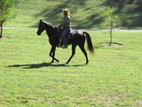 Jument, Tennessee Walking Horse — photo 8