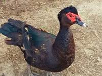Ducks — Foto 1