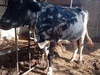 Vaca, Russian Black pied cattle — foto 5